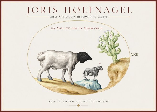Joris Hoefnagel Sheep and Lamb with Flowering Cactus No1 - Affiche