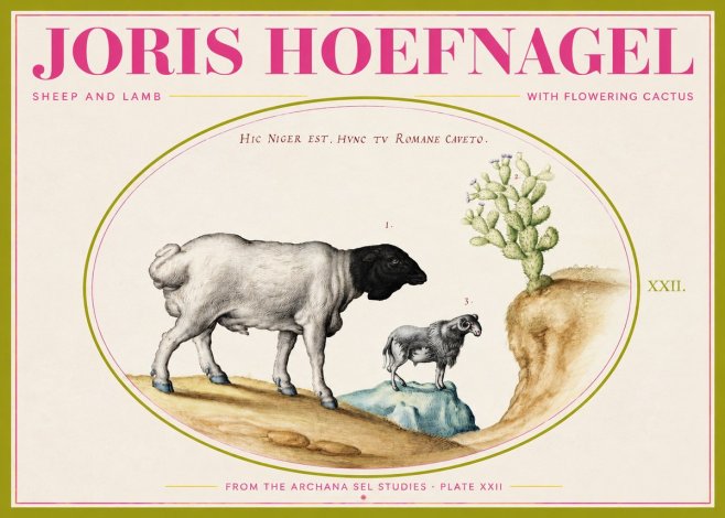 Joris Hoefnagel Sheep and Lamb with Flowering Cactus No2 - Affiche