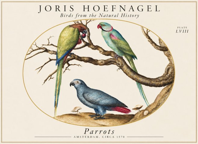 Joris Hoefnagel Parrots from the Naturalis Historia No2 - Affiche