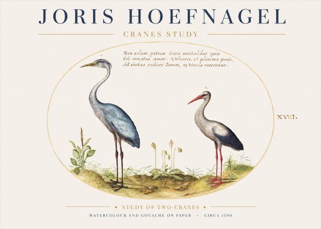 Joris Hoefnagel Study of Two Cranes No1 - Affiche
