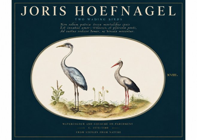 Joris Hoefnagel Study of Two Cranes No4 - Affiche