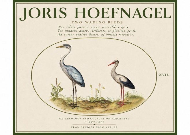 Joris Hoefnagel Study of Two Cranes No5 - Affiche