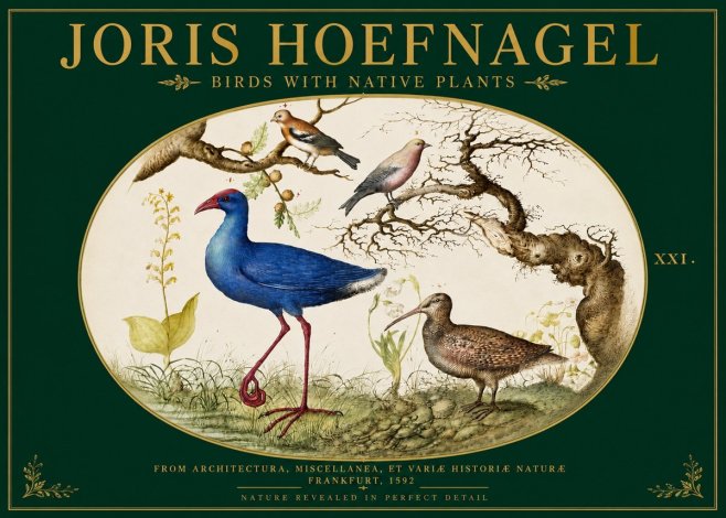 Joris Hoefnagel Birds with Native Plants No3 - Affiche