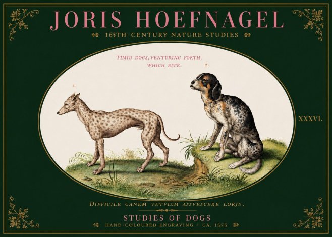 Joris Hoefnagel Studies of Dogs No3 - Affiche