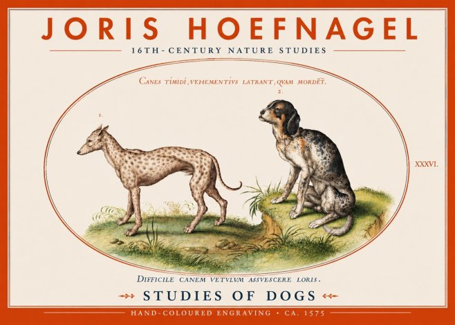 Joris Hoefnagel Studies of Dogs No4 - Affiche