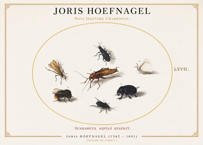 Joris Hoefnagel Scarabeus Aqvilä Qvaerit. No1 - Affiche