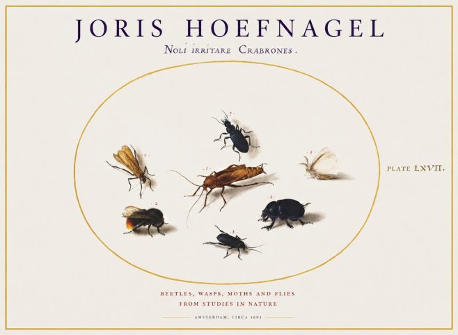 Joris Hoefnagel Scarabeus Aqvilä Qvaerit. No2 - Affiche