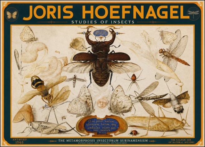 Joris Hoefnagel Studies of Insects I No2 - Affiche