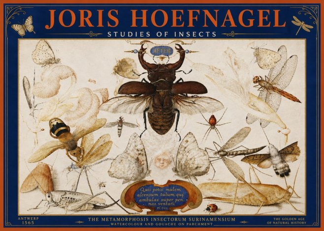 Joris Hoefnagel Studies of Insects I No4 - Affiche