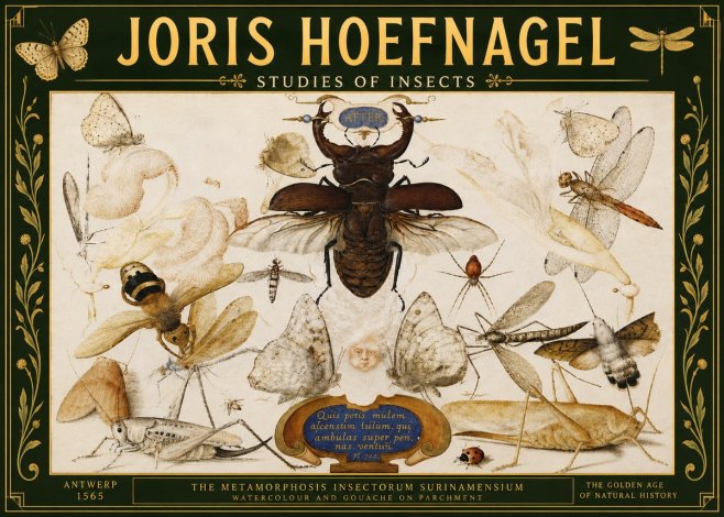 Joris Hoefnagel Studies of Insects I No5 - Affiche