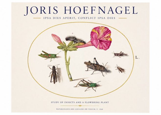 Joris Hoefnagel Study of Insects and a Flowering Plant No1 - Affiche