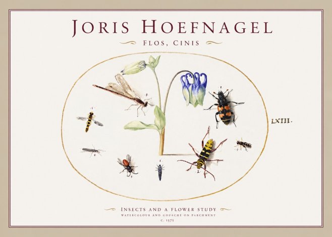 Joris Hoefnagel Insects and a Flower Study No1 - Affiche