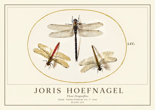 Joris Hoefnagel Three Dragonflies No1 - Affiche