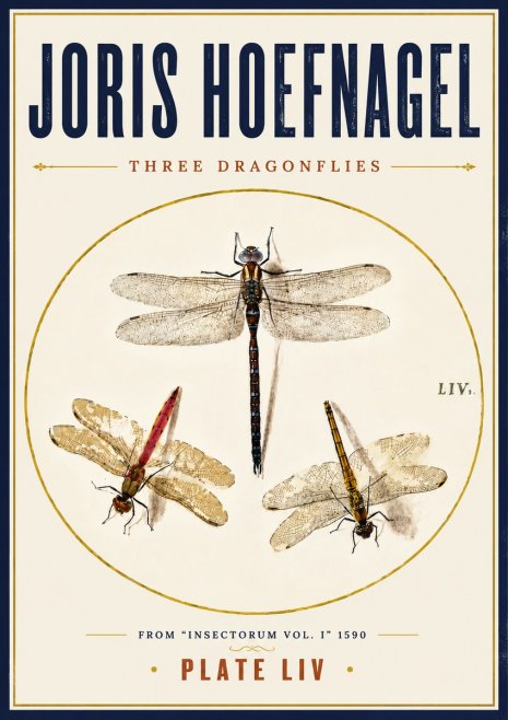 Joris Hoefnagel Three Dragonflies No6 - Affiche