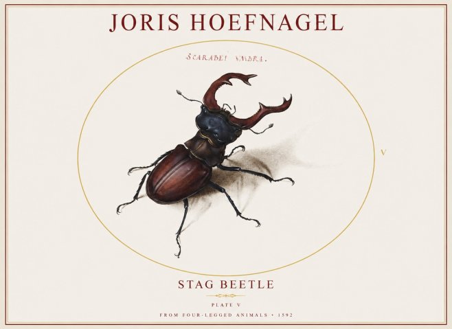 Joris Hoefnagel Stag Beetle No1 - Affiche