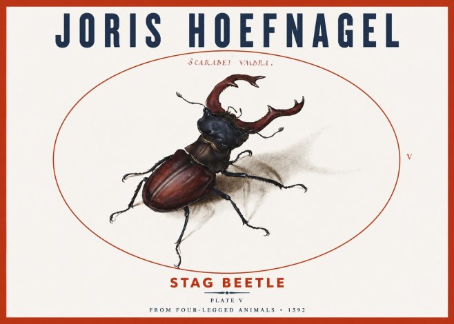Joris Hoefnagel Stag Beetle No3 - Affiche