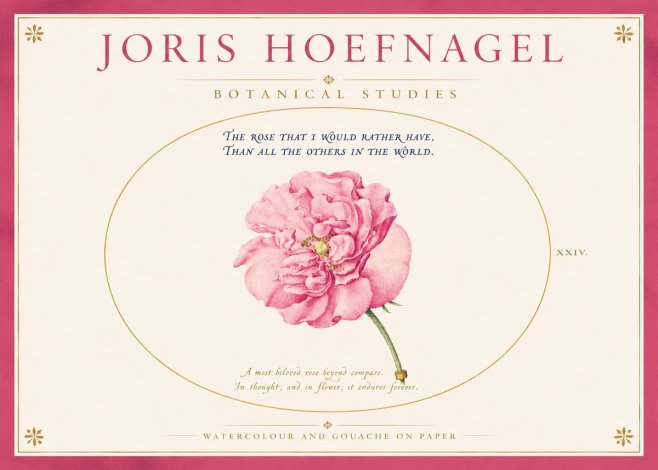 Joris Hoefnagel A Pink Damask Rose No4 - Affiche