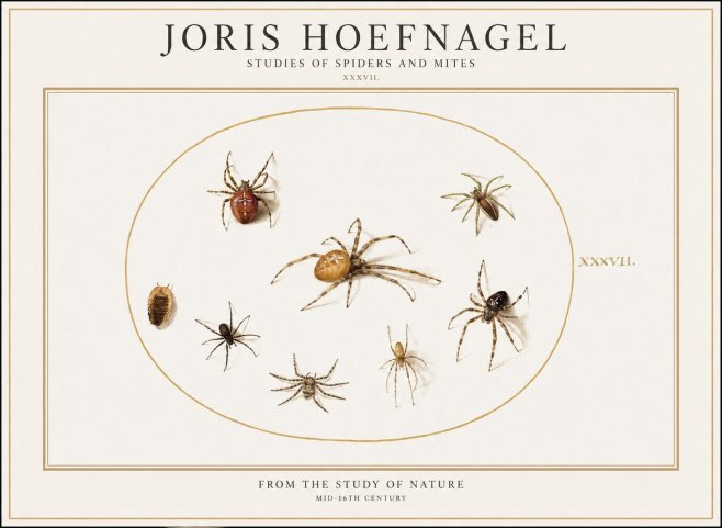 Joris Hoefnagel Study of Spiders and Mites - Plate Xxxvii. No2 - Affiche