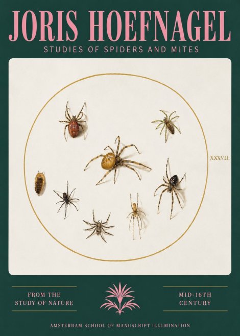 Joris Hoefnagel Study of Spiders and Mites - Plate Xxxvii. No3 - Affiche