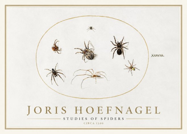 Joris Hoefnagel Studies of Spiders I No1 - Affiche