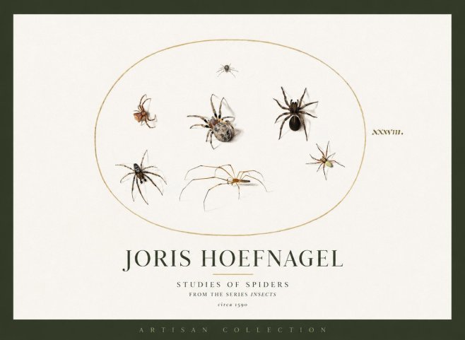 Joris Hoefnagel Studies of Spiders I No2 - Affiche