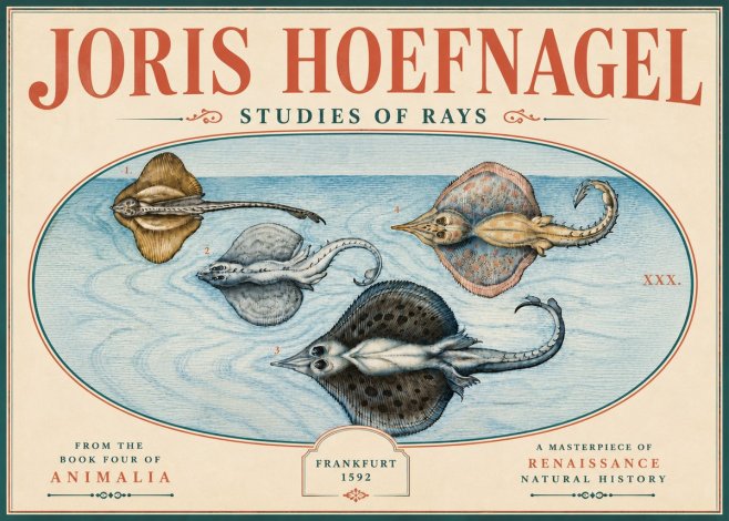 Joris Hoefnagel Rays and Skates No6 - Affiche