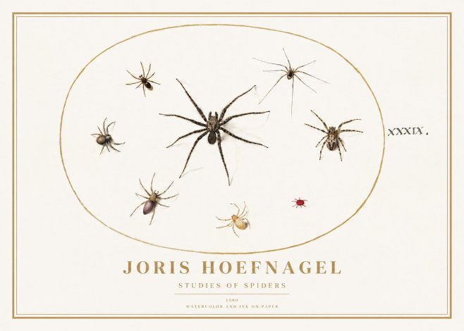 Joris Hoefnagel Studies of Spiders II No1 - Affiche