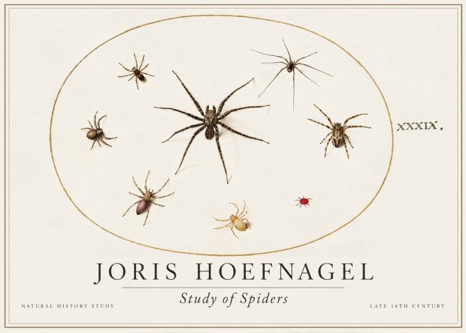 Joris Hoefnagel Studies of Spiders II No2 - Affiche