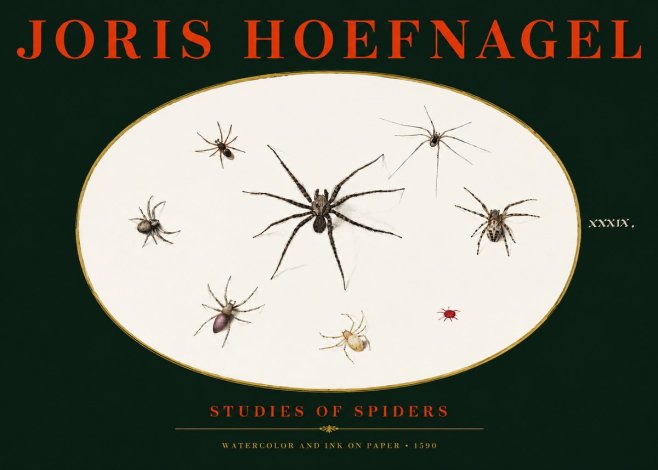 Joris Hoefnagel Studies of Spiders II No3 - Affiche