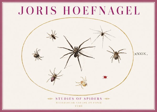 Joris Hoefnagel Studies of Spiders II No4 - Affiche