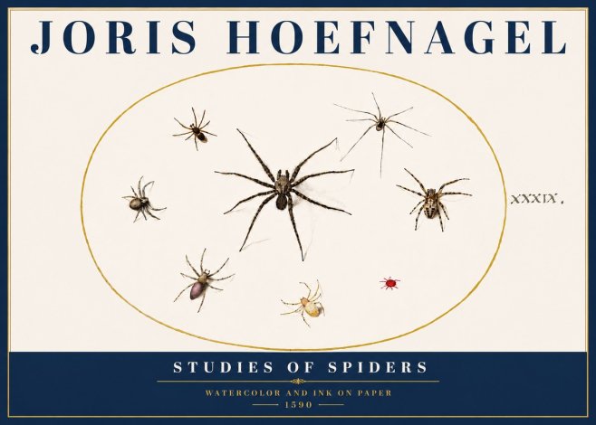 Joris Hoefnagel Studies of Spiders II No5 - Affiche