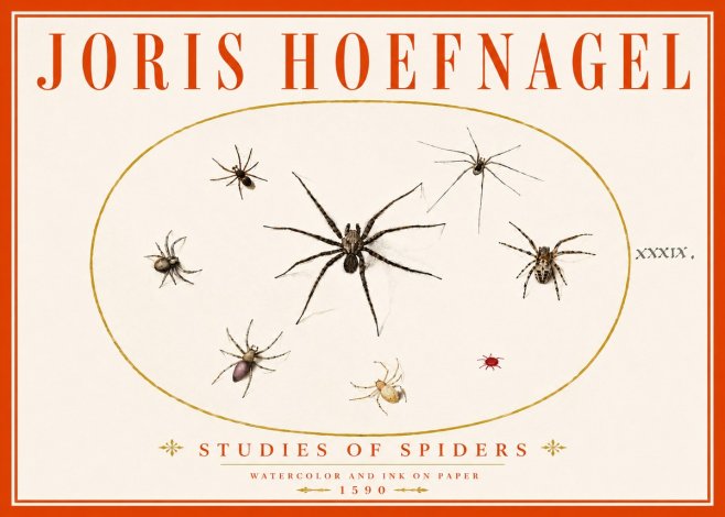 Joris Hoefnagel Studies of Spiders II No6 - Affiche