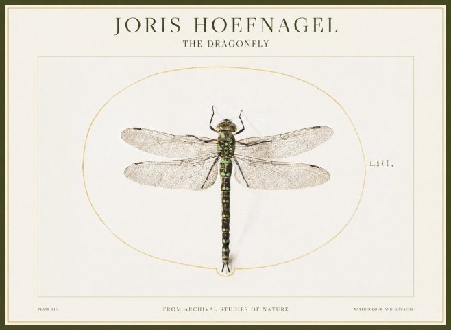 Joris Hoefnagel The Dragonfly No1 - Affiche