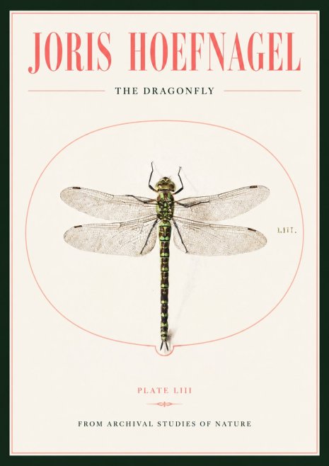 Joris Hoefnagel The Dragonfly No2 - Affiche