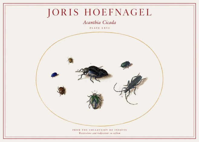 Joris Hoefnagel Acanthia Cicada No1 - Affiche