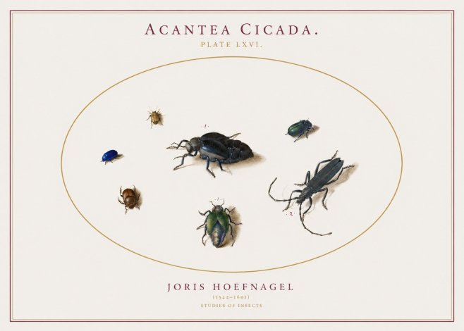 Joris Hoefnagel Acanthia Cicada No3 - Affiche