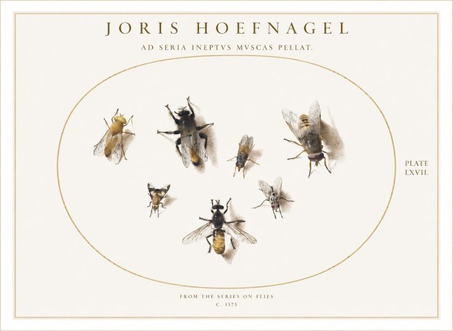 Joris Hoefnagel From the Series on Flies - Plate Lxvii. No1 - Affiche