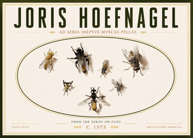 Joris Hoefnagel From the Series on Flies - Plate Lxvii. No4 - Affiche