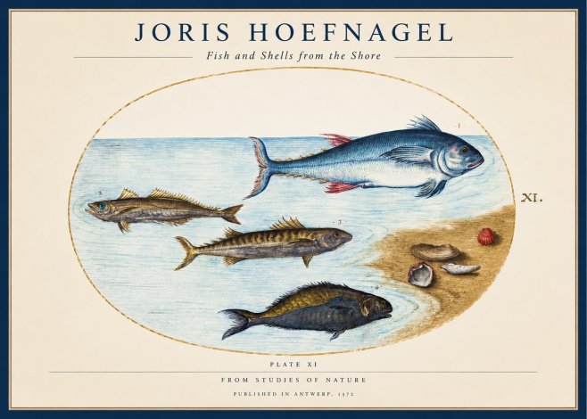 Joris Hoefnagel Fish and Shells from the Shore No1 - Affiche