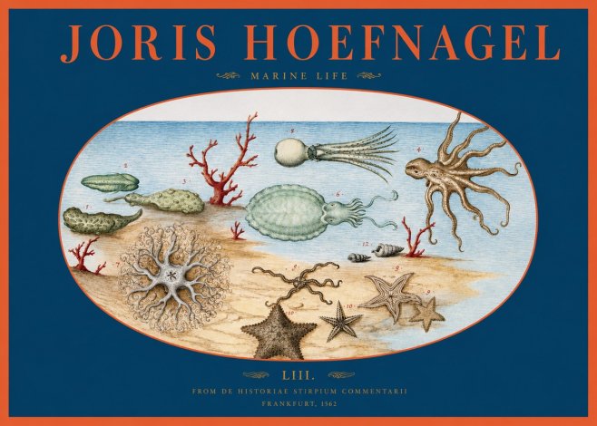 Joris Hoefnagel Marine Life No2 - Affiche