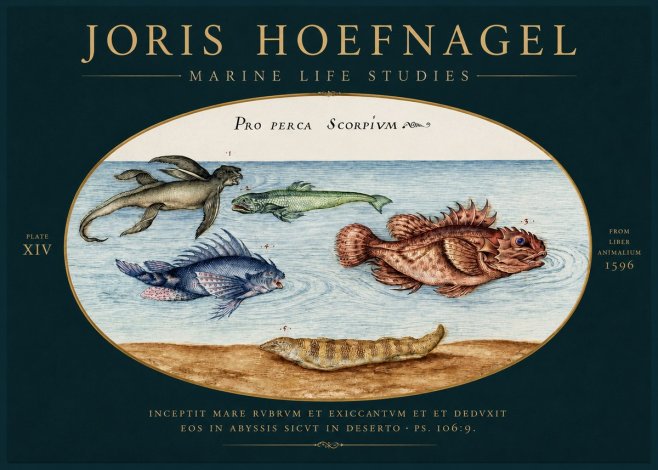 Joris Hoefnagel Pro Perca Scorpivm No4 - Affiche