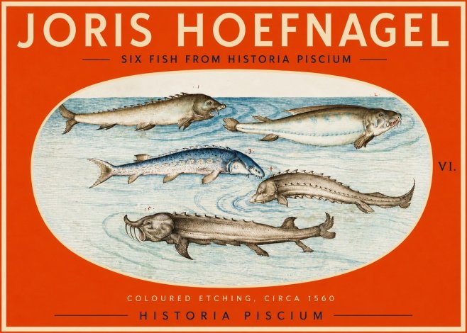 Joris Hoefnagel Fishes of Northern Waters No3 - Affiche