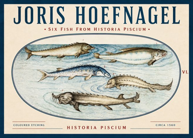 Joris Hoefnagel Fishes of Northern Waters No4 - Affiche