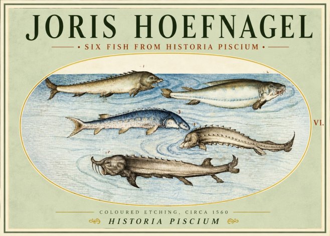 Joris Hoefnagel Fishes of Northern Waters No5 - Affiche