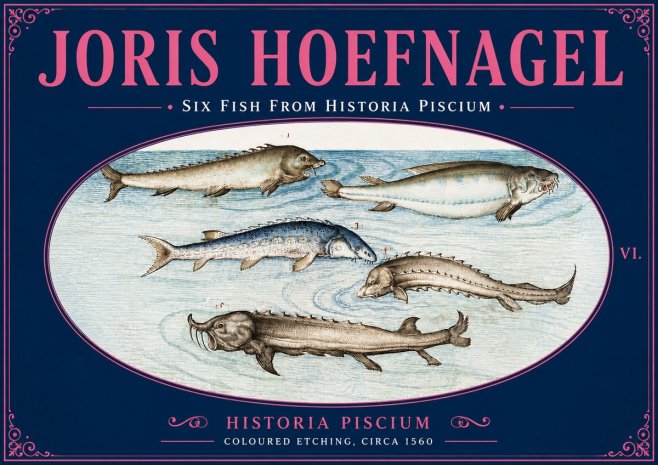 Joris Hoefnagel Fishes of Northern Waters No6 - Affiche