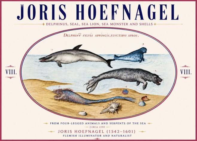 Joris Hoefnagel Delphinus, Seal, Sea Lion, Sea Monster and Shells No6 - Affiche