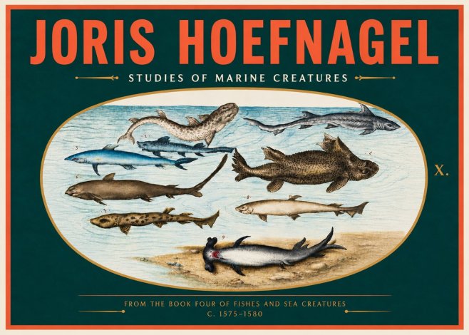 Joris Hoefnagel Studies of Marine Creatures No4 - Affiche