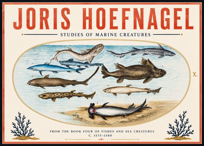 Joris Hoefnagel Studies of Marine Creatures No6 - Affiche