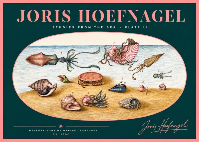 Joris Hoefnagel Marine Creatures - Plate Lii No2 - Affiche