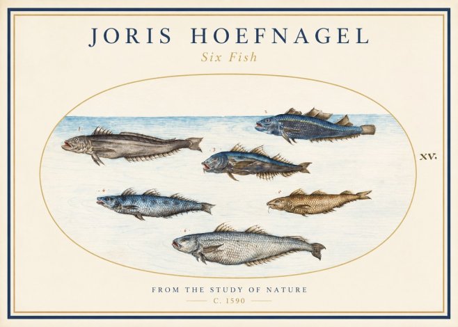Joris Hoefnagel Six Fish No1 - Affiche